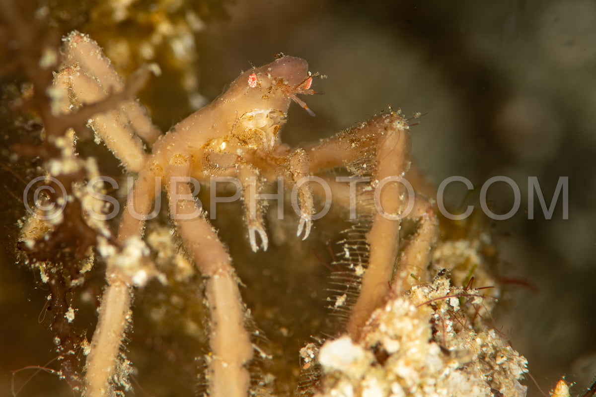 Photo de crabe orang-outan