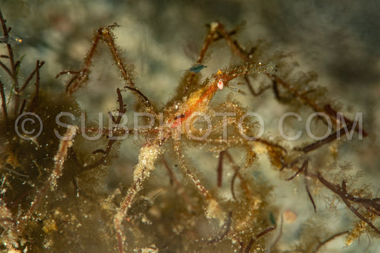 Photo de crabe orang-outan