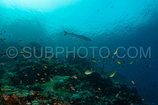 solitary great barracuda