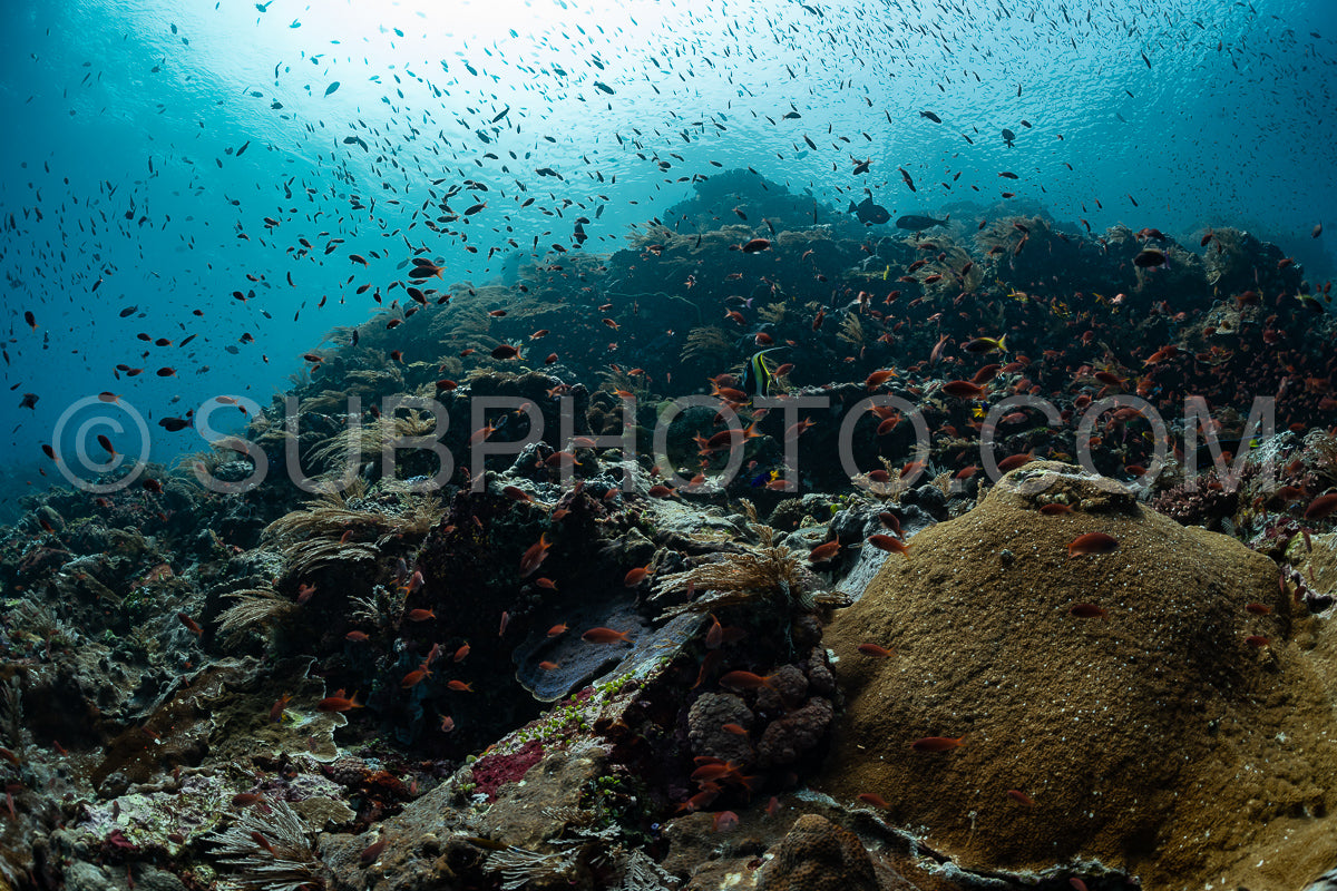 reef scenic with coral with anthias