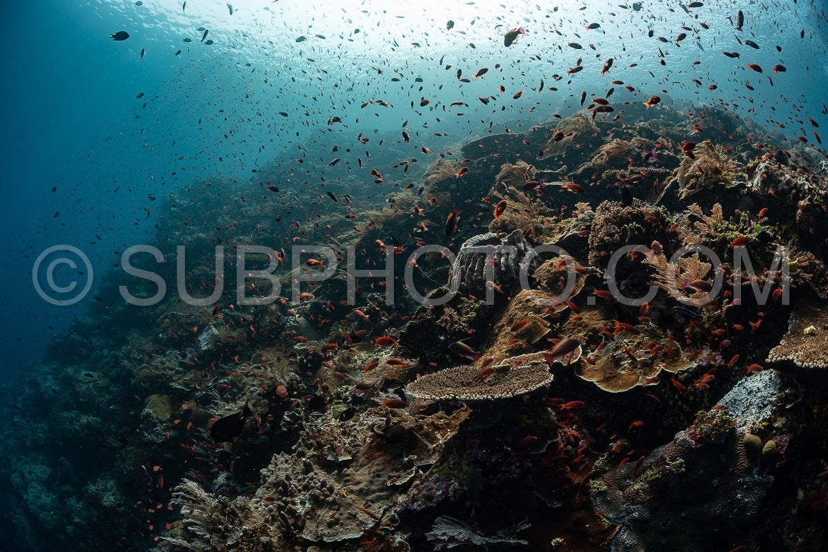reef scenic with coral with anthias