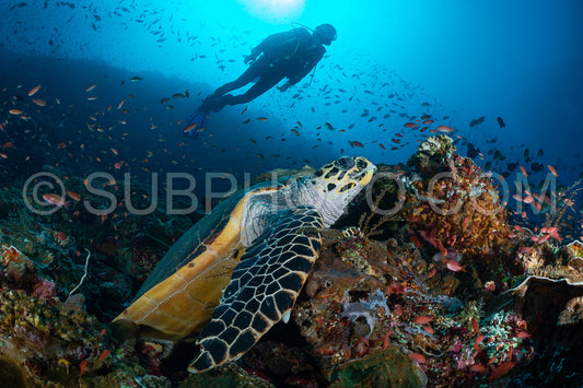 hawksbill turtle with a woman diver