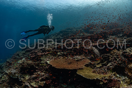 woman diver discovering the beauty of the Komodo National Park caral reef in Indonesia