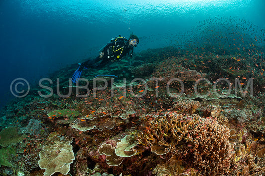 woman diver discovering the beauty of the Komodo National Park caral reef in Indonesia