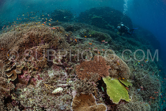 woman diver discovering the beauty of the Komodo National Park caral reef in Indonesia