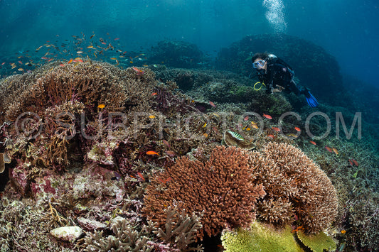 woman diver discovering the beauty of the Komodo National Park caral reef in Indonesia