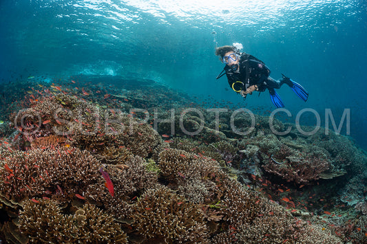 woman diver discovering the beauty of the Komodo National Park caral reef in Indonesia