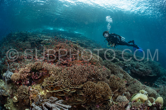 woman diver discovering the beauty of the Komodo National Park caral reef in Indonesia