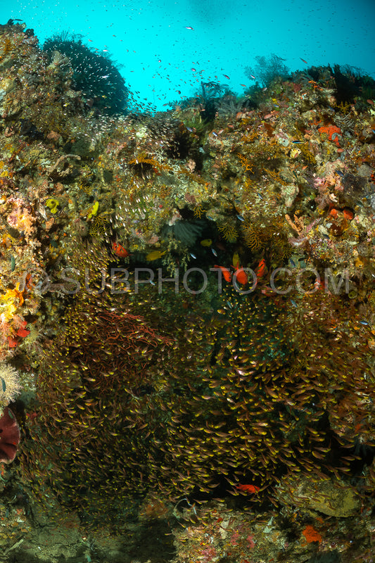 school of glassfish