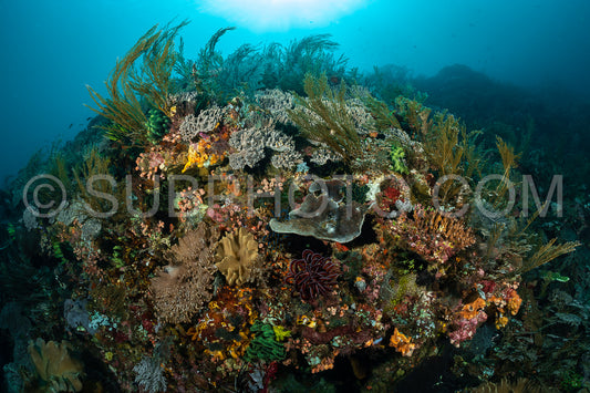 the beauty of the Komodo National Park caral reef in Indonesia