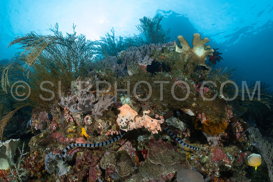 Blue-lipped sea krait snake