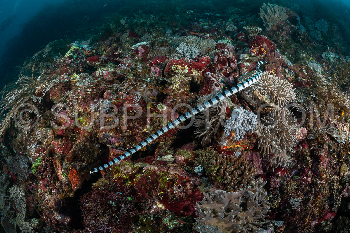 Blue-lipped sea krait snake