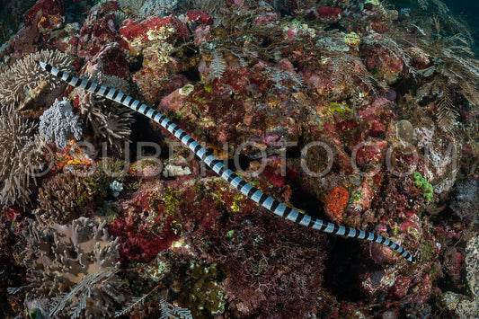 Blue-lipped sea krait snake
