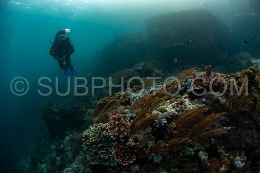 woman diver discovering the beauty of the Komodo National Park caral reef in Indonesia