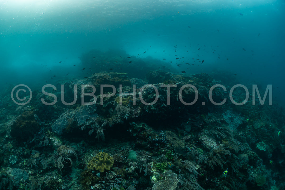 reef scenic with coral with anthias
