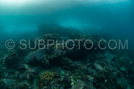 reef scenic with coral with anthias