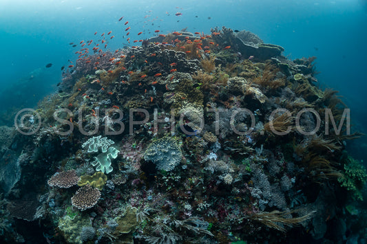 reef scenic with coral with anthias