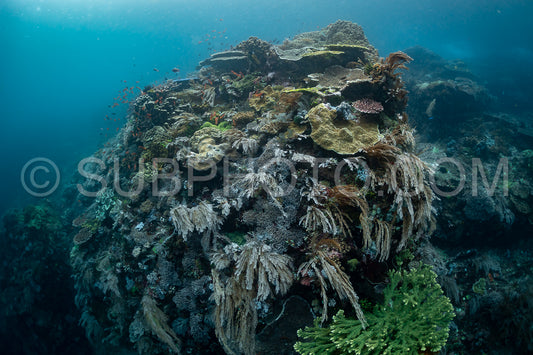 reef scenic with coral with anthias