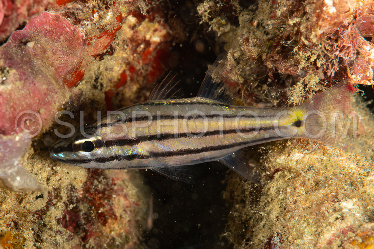 fivelined cardinalfish