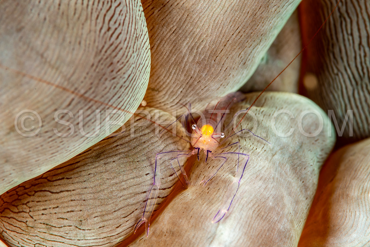 bubble coral shrimp