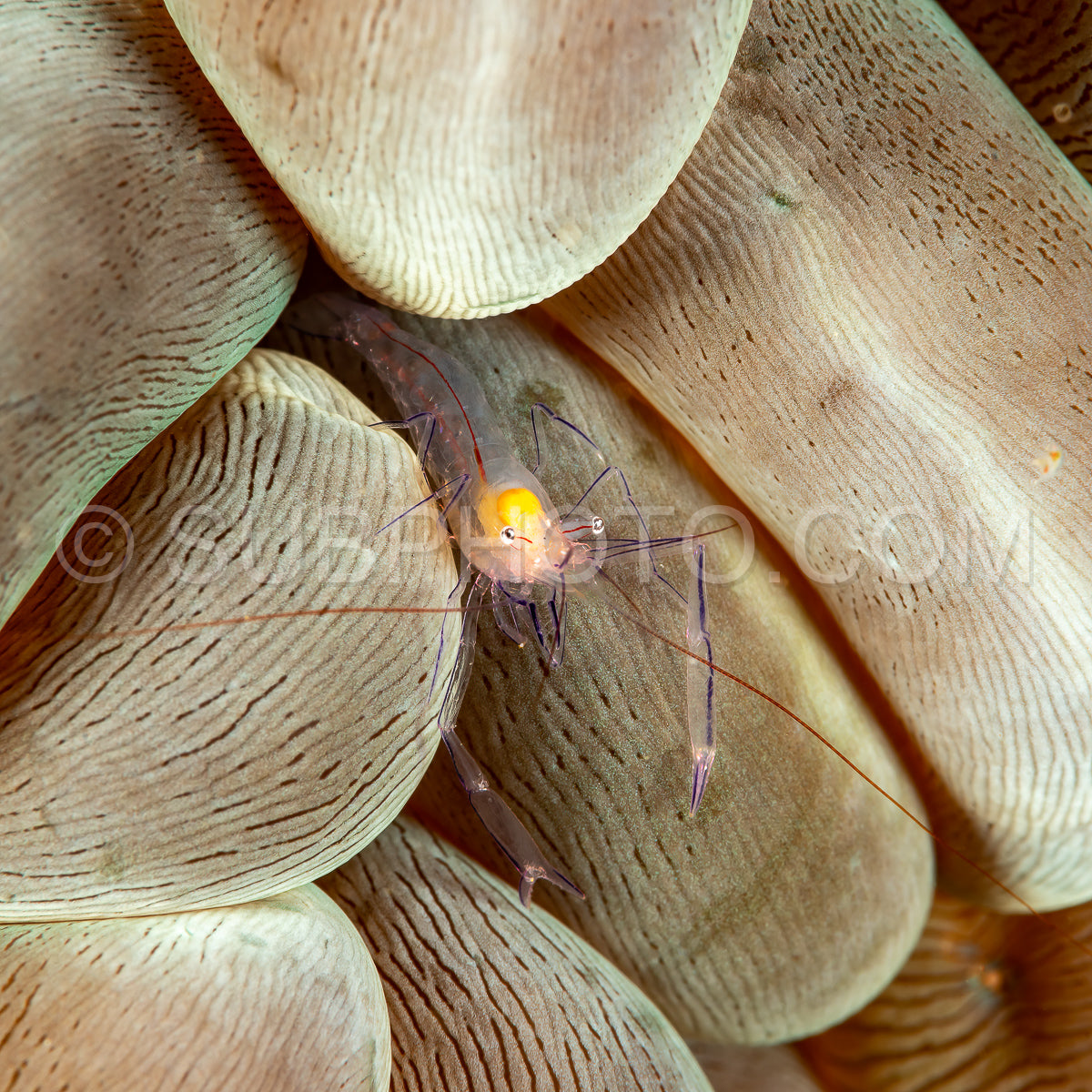 bubble coral shrimp