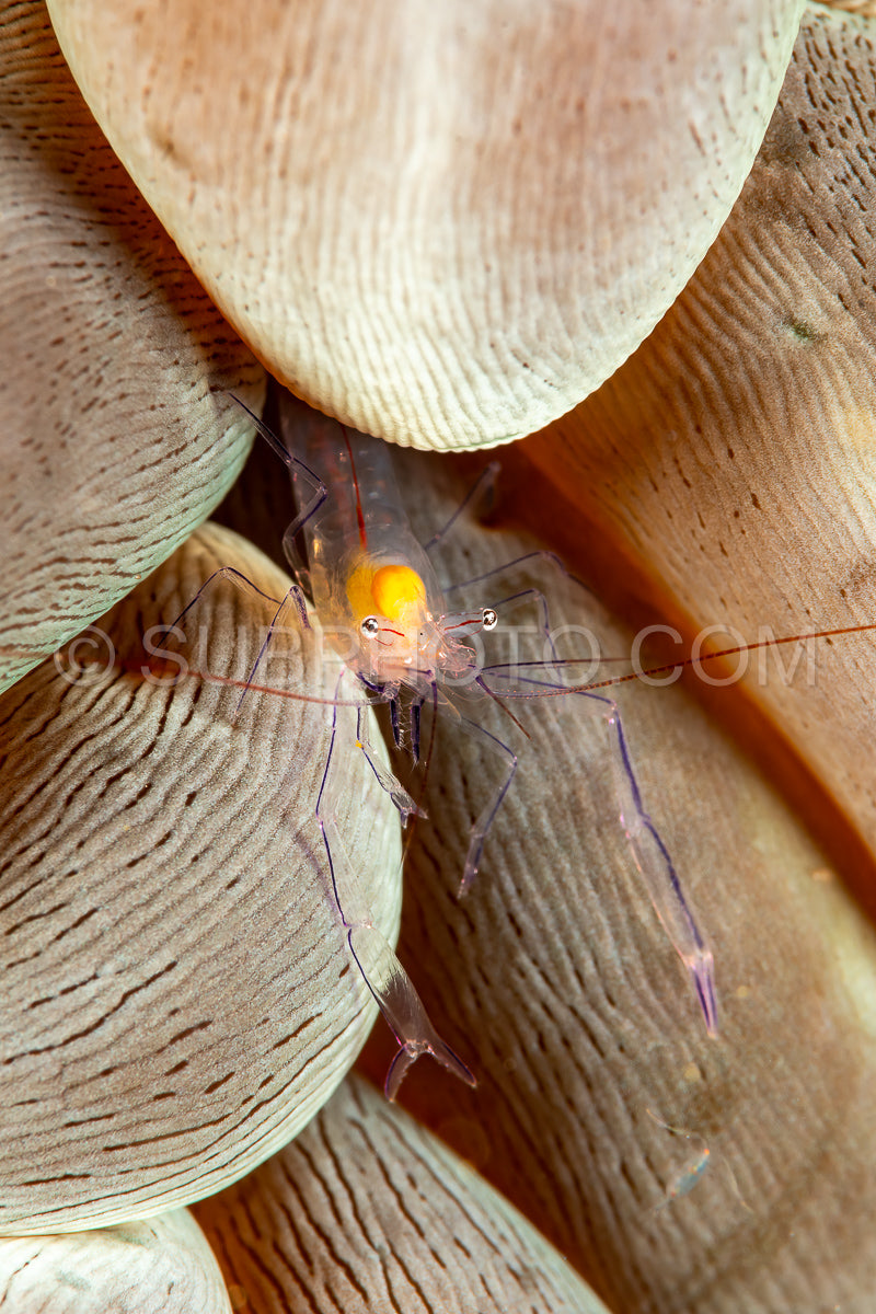 bubble coral shrimp