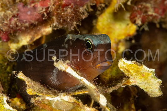 black coralblenny fish