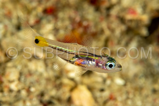 Photo de larve de poisson cardinal
