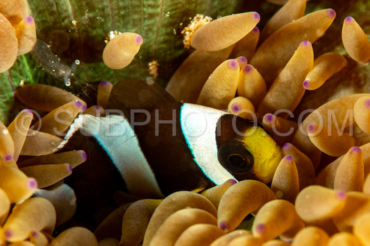 clark's anemonefish
