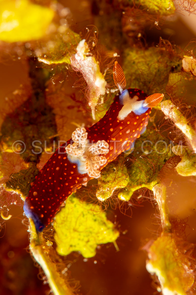 sea slug nudibranch  Nembrotha