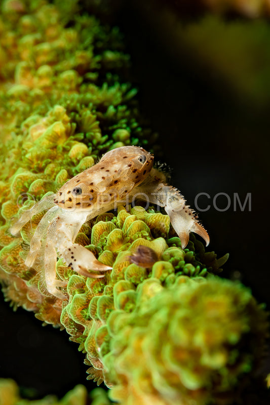 Photo de crabe porcelaine indéterminé sur corail