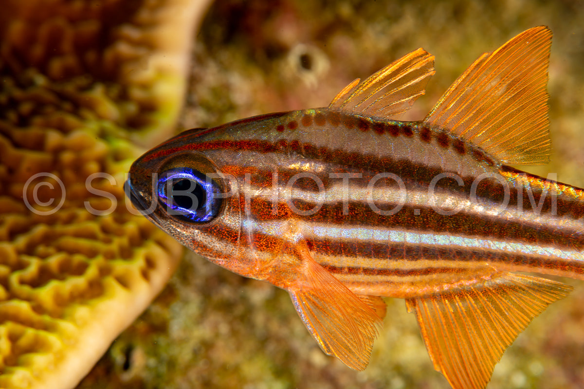 splitband cardinalfish