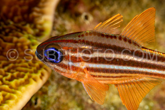 splitband cardinalfish