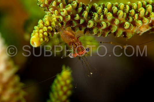 Photo de crevette commensale