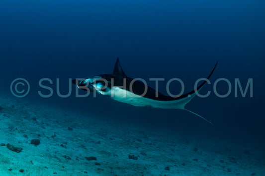 reef manta ray visiting a cleaning station
