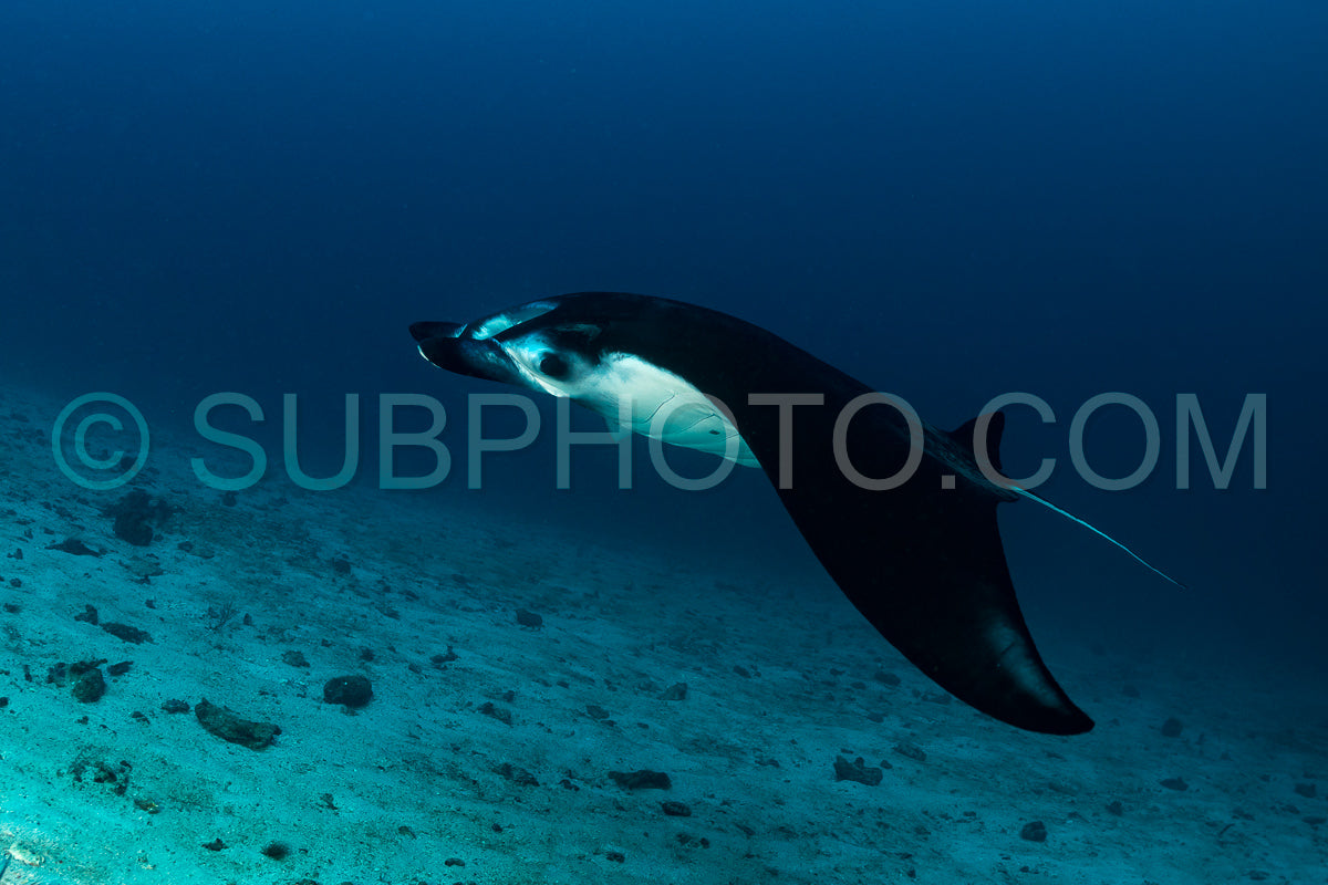 reef manta ray visiting a cleaning station