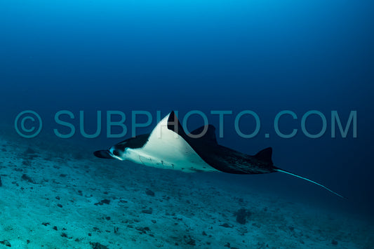 reef manta ray visiting a cleaning station