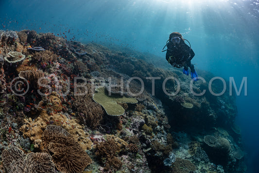 woman diver discovering the beauty of the Komodo National Park caral reef in Indonesia