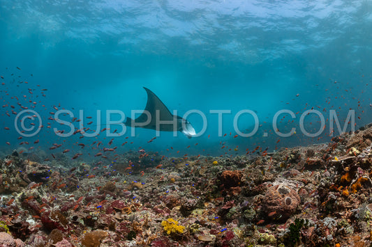 reef manta ray visiting a cleaning station