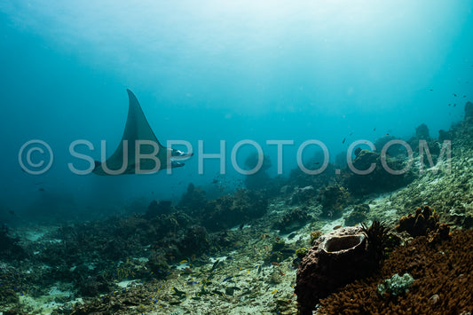 reef manta ray visiting a cleaning station