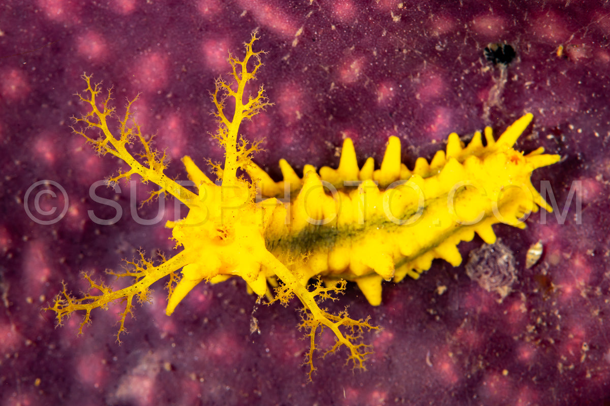 yellow sea cucumber