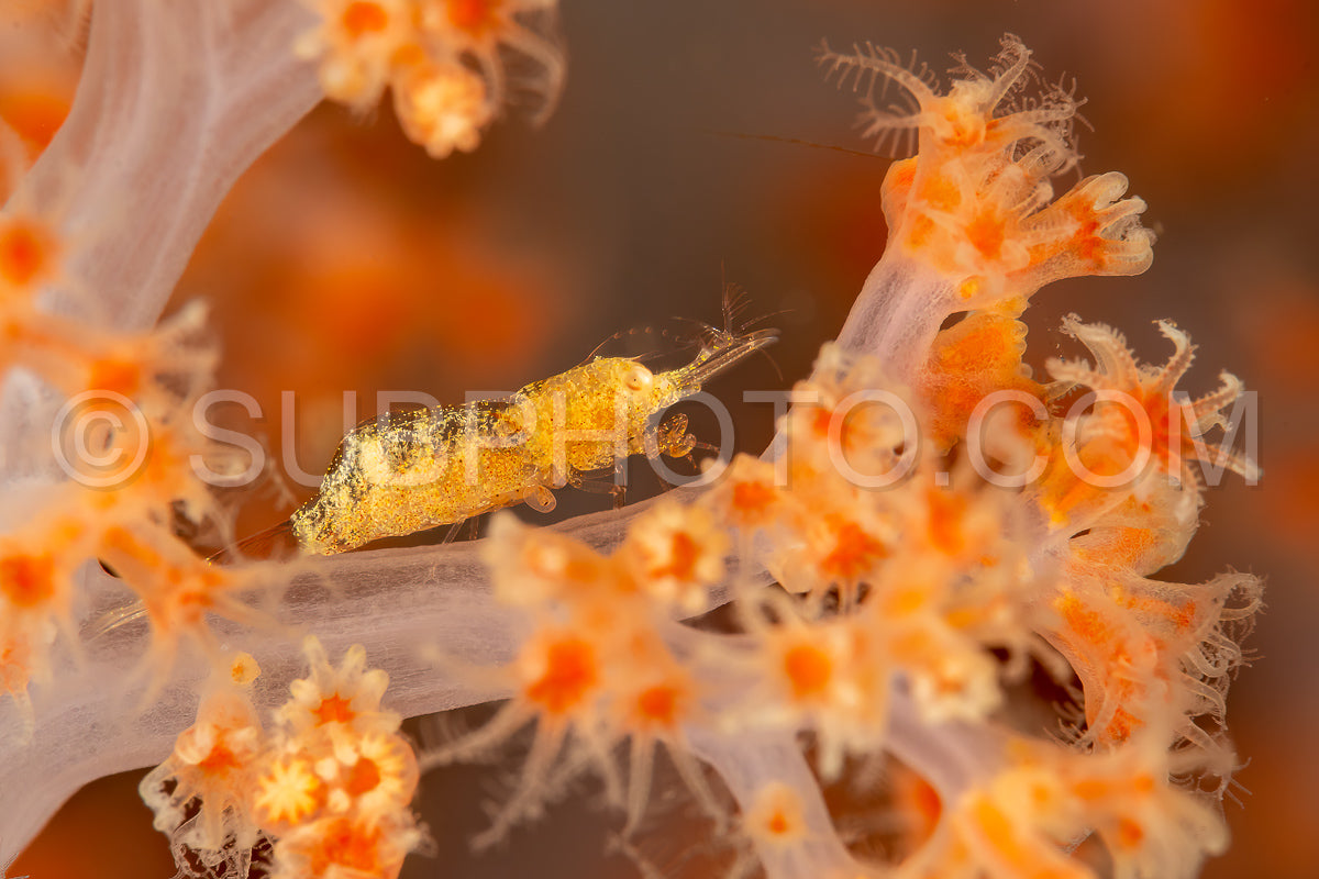 Photo de crevette commensale sur une gorgone