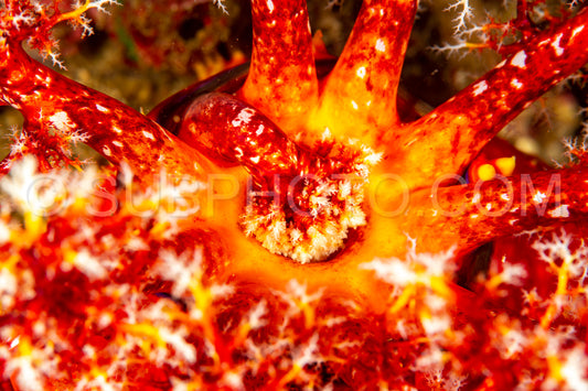 red sea apple