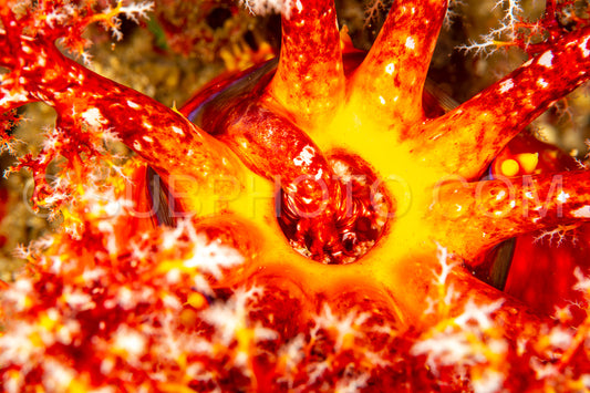 red sea apple