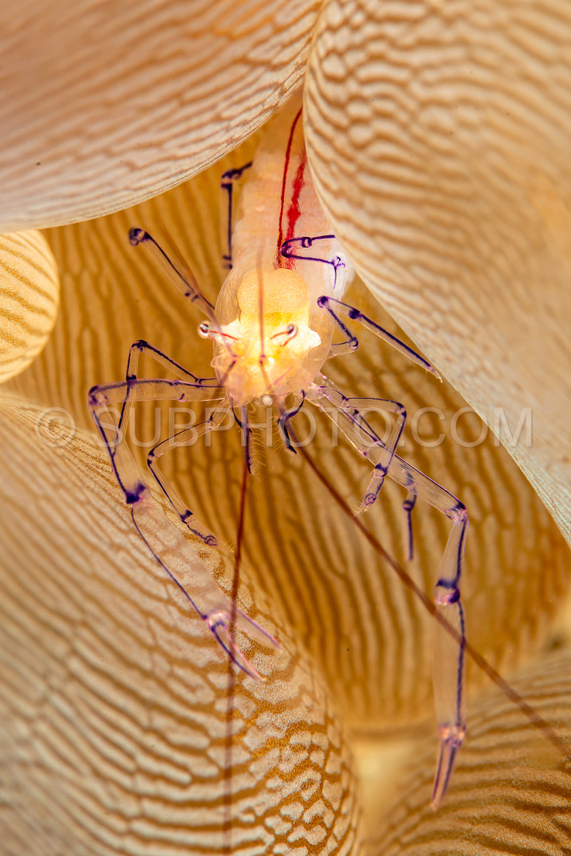 bubble coral shrimp
