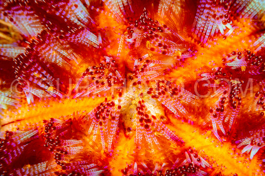 fire urchin