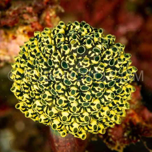 tunicate tunicates