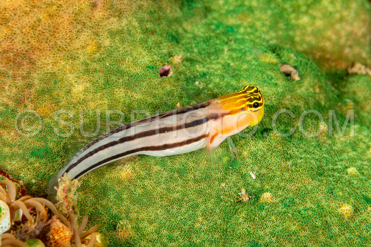 Photo de coralblenny de Bath