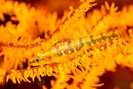 black coral goby