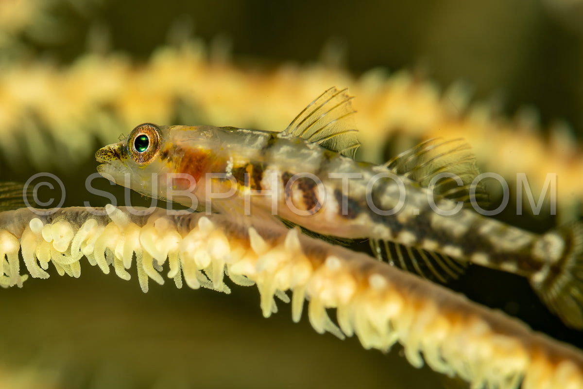 black coral goby